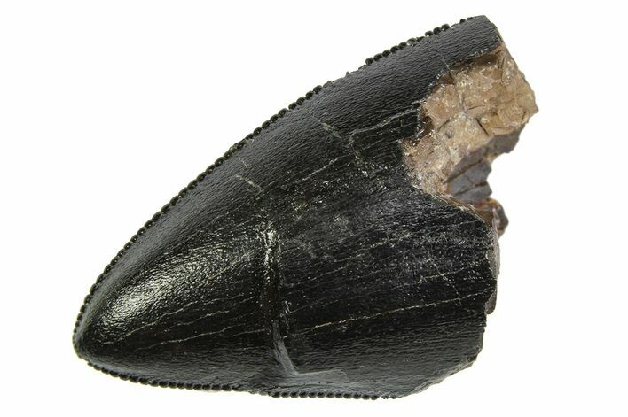 Serrated, Fossil Tyrannosaur (T Rex) Tooth Tip - Montana #350736